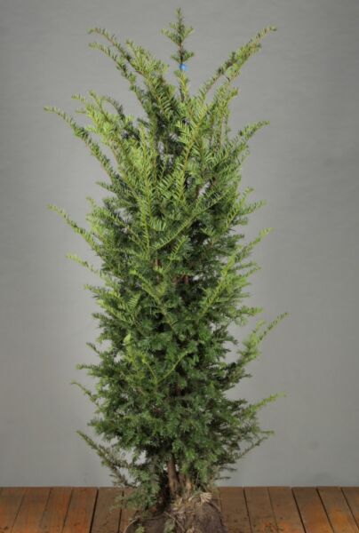 Indegran-Klump-150-175
