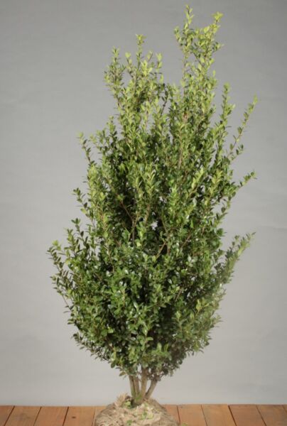 Järnek-Crenata-Klump-100-125