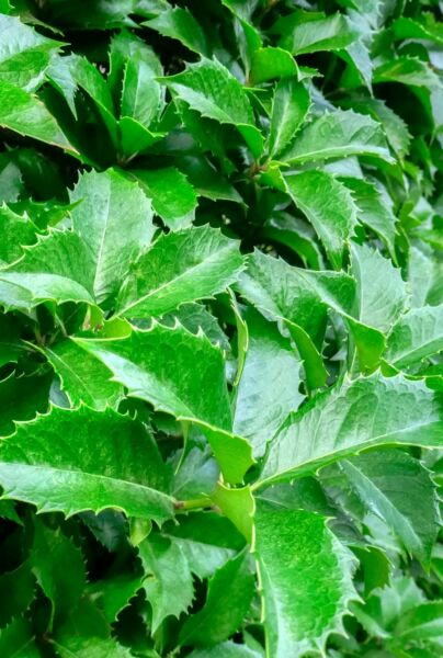 Järnek-Heckenstar-ALG HAAG