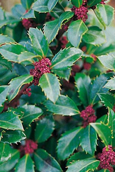 Järnek-Heckenstar-ALG INZ