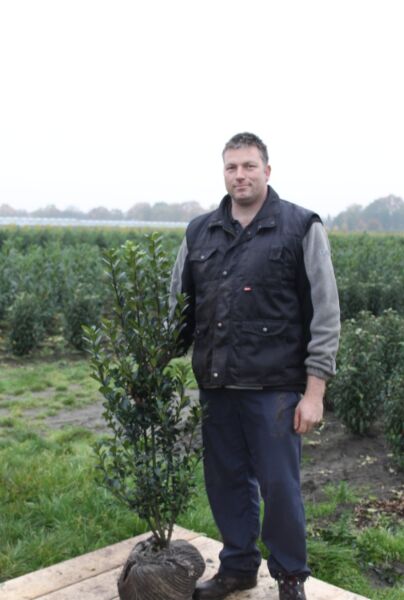 Järnek-Heckenstar-Klump-100-125