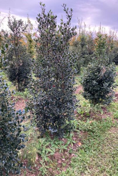 Järnek-Klump-200-225