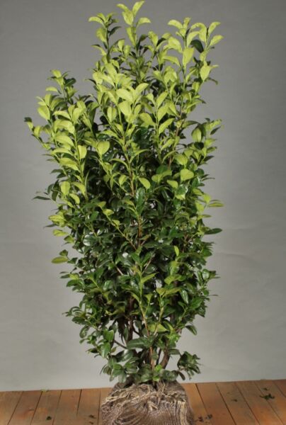 Lagerhägg-Ani-Klump-125-150