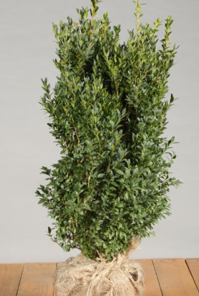 Lagerhägg-Buchsbaum-Klump-50-60