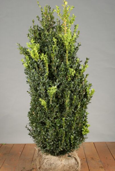 Lagerhägg-Buchsbaum-Klump-80-100