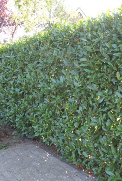 Lagerhägg-Caucasica-ALG HAAG