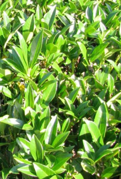 Lagerhägg-Caucasica-ALG INZ