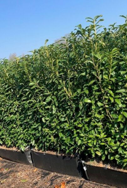 Lagerhägg-Caucasica-Färdig-Häck-160-170