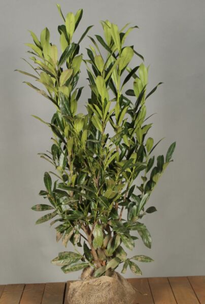 Lagerhägg-Caucasica-Klump-100-125