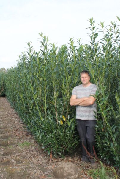 Lagerhägg-Caucasica-Klump-200-225