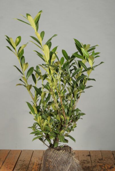 Lagerhägg-Caucasica-Klump-60-80