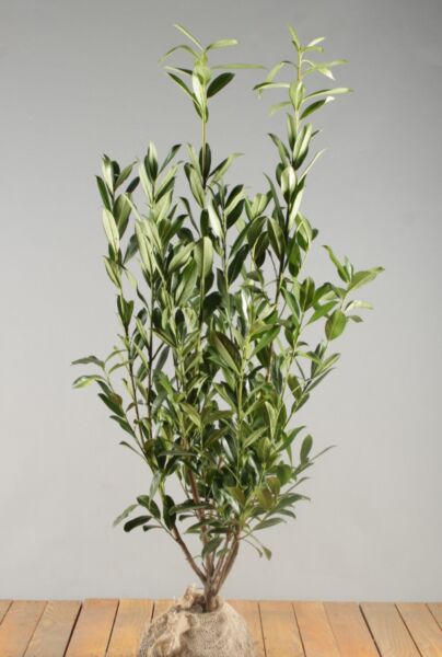 Lagerhägg-Caucasica-Klump-80-100
