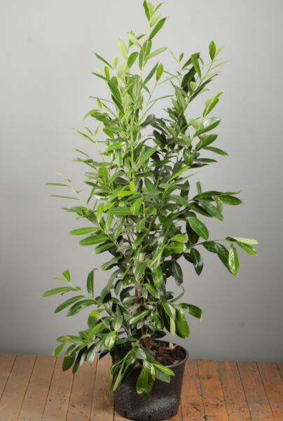 Lagerhägg-Caucasica-Kruka-125-150