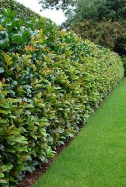 Lagerhägg-Etna-ALG HAAG