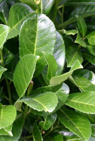 Lagerhägg-Etna-ALG INZ