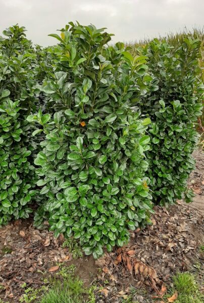 Lagerhägg-Etna-Klump-175-200