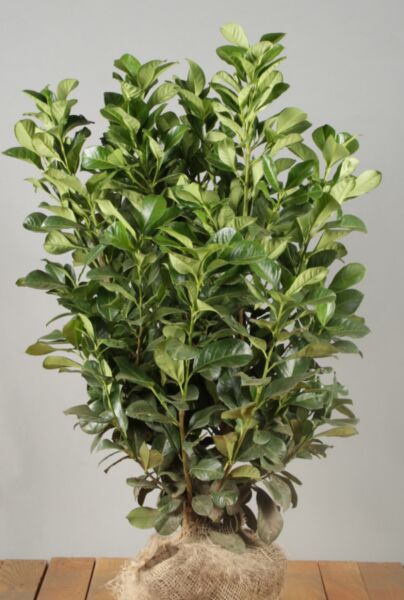 Lagerhägg-Etna-Klump-80-100