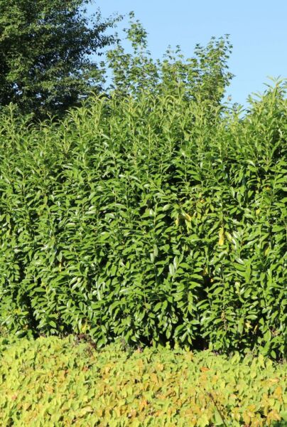 Lagerhägg-Genolia-ALG HAAG