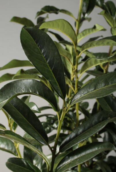 Lagerhägg-Genolia-ALG INZ