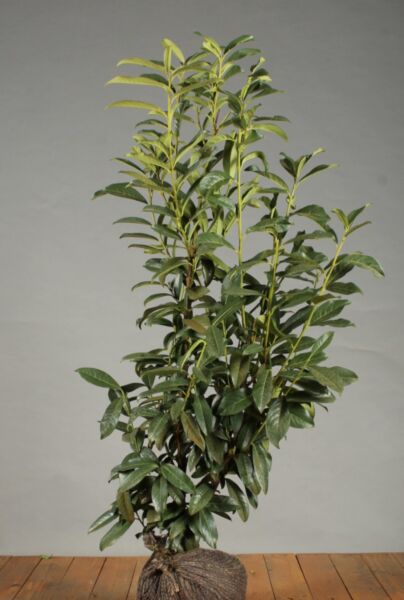 Lagerhägg-Genolia-Klump-100-125