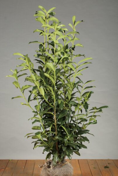 Lagerhägg-Genolia-Klump-125-150