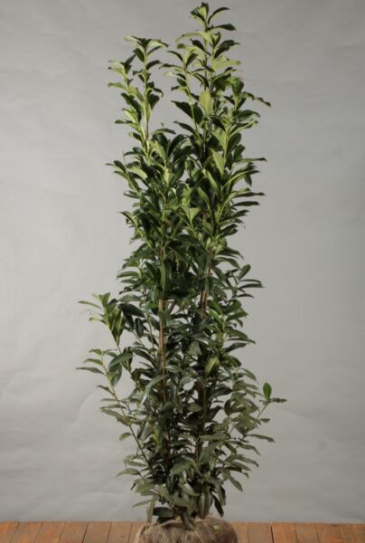 Lagerhägg-Genolia-Klump-150-175