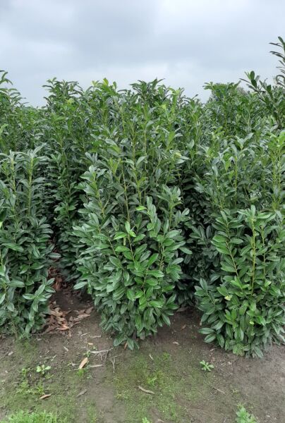 Lagerhägg-Genolia-Klump-200-225