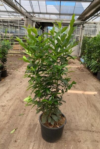 Lagerhägg-Genolia-Kurka-125-150