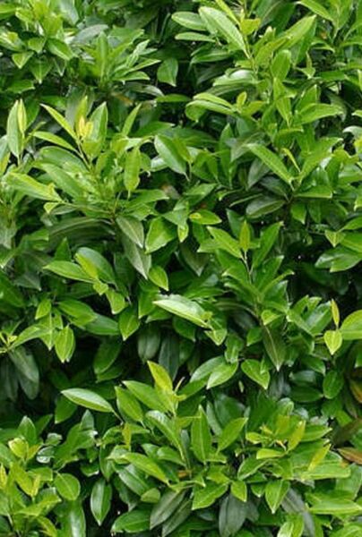 Lagerhägg-Herbergii-ALG INZ