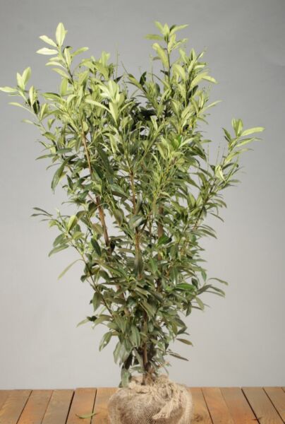 Lagerhägg-Herbergii-Klump-125-150