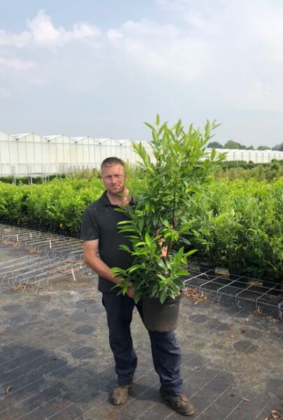 Lagerhägg-Herbergii-Kruka-100-125