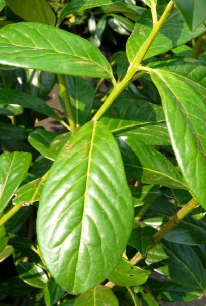 Lagerhägg-Novita-ALG INZ