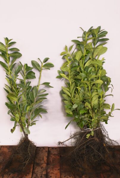 Lagerhägg-Novita-Barrotad-40-60