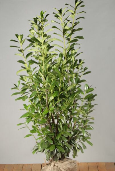 Lagerhägg-Novita-Klump-125-150