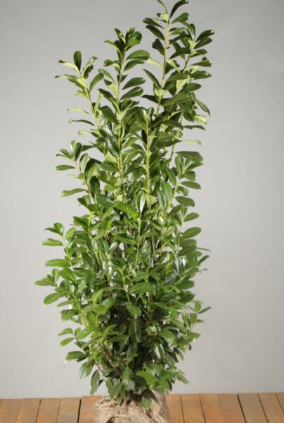 Lagerhägg-Novita-Klump-150-175