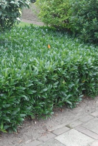 Lagerhägg-Otto-Luyken-ALG HAAG