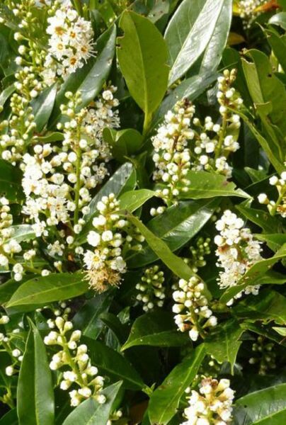 Lagerhägg-Otto-Luyken-ALG INZ