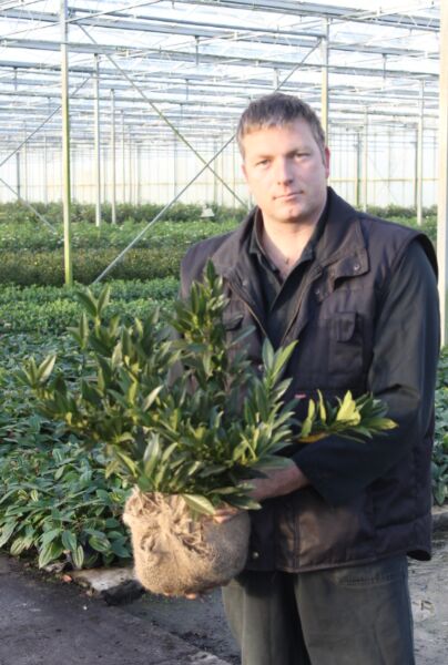 Lagerhägg-Otto-Luyken-Klump-40-50