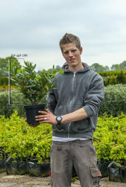 Lagerhägg-Otto-Luyken-Kruka-30-40