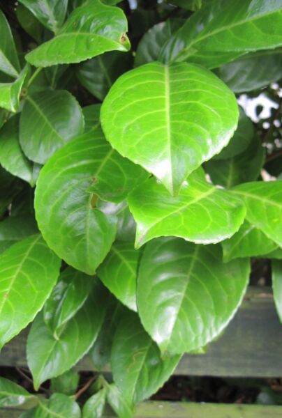 Lagerhägg-Rotundifolia-ALG INZ