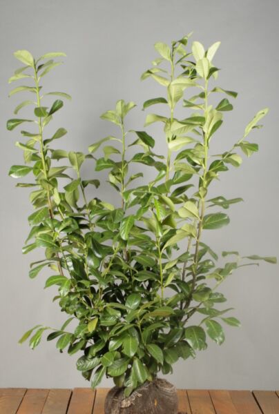 Lagerhägg-Rotundifolia-Klump-125-150