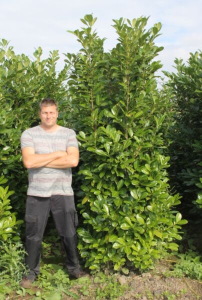 Lagerhägg-Rotundifolia-Klump-225-250