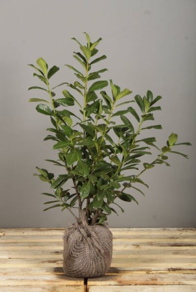 Lagerhägg-Rotundifolia-Klump-60-80