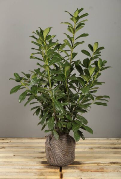 Lagerhägg-Rotundifolia-Klump-80-100