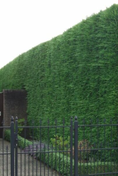 Leyland-Cypres-ALG HAAG