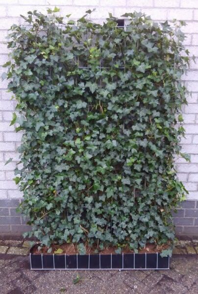 Murgröna-Färdig-Häck-180