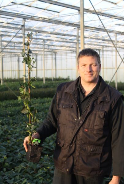 Murgröna-Kruka-80-100