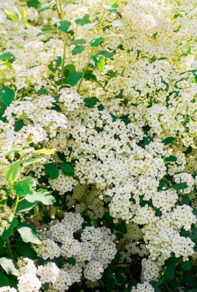 Norskspirea-Grefsheim-ALG HAAG