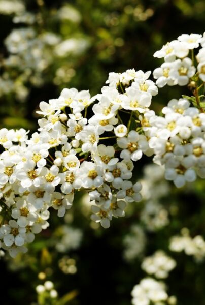 Norskspirea-Grefsheim-ALG INZ