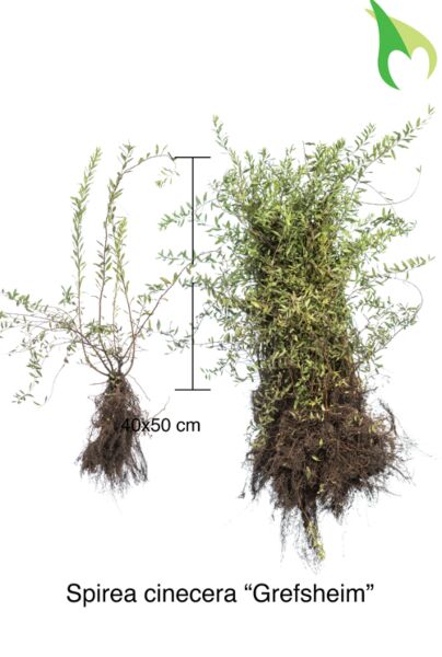 Norskspirea-Grefsheim-Barrotad-40-60